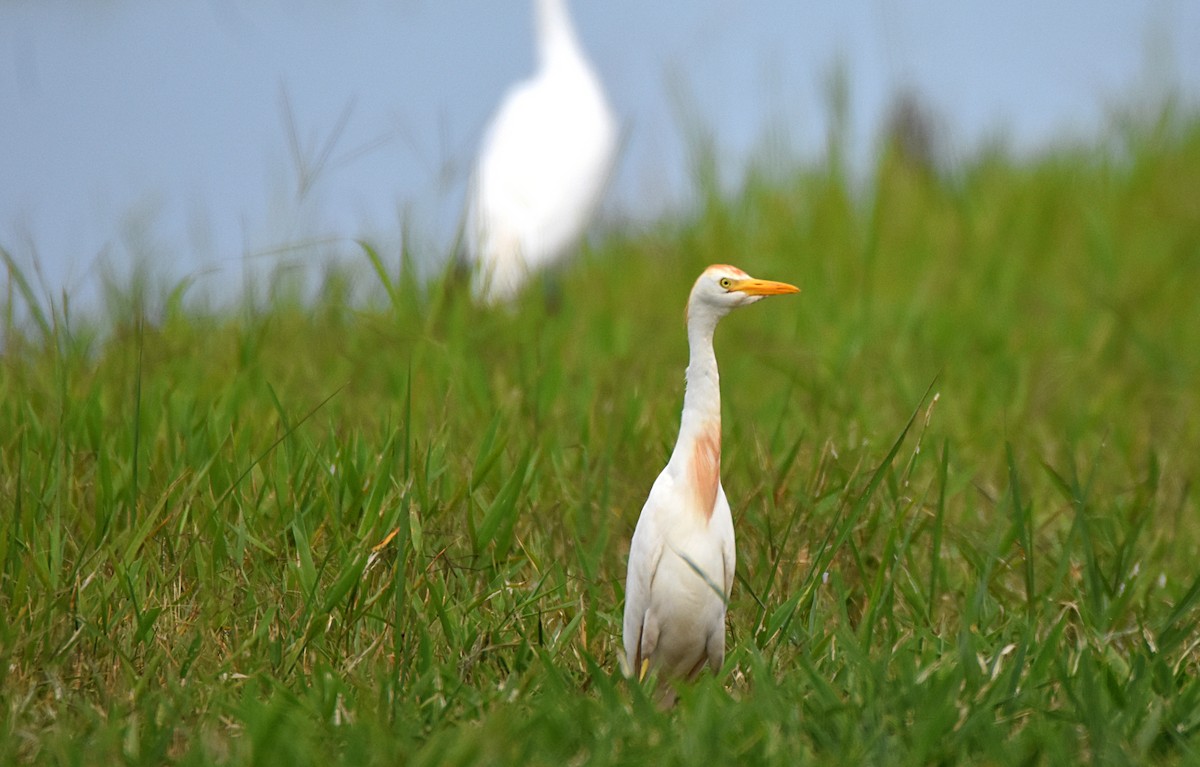 Египетская цапля (ibis) - ML65891481