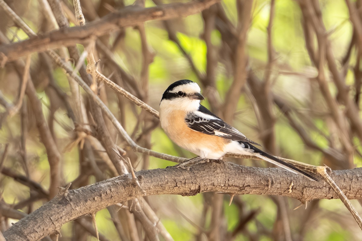 Masked Shrike - ML658916420