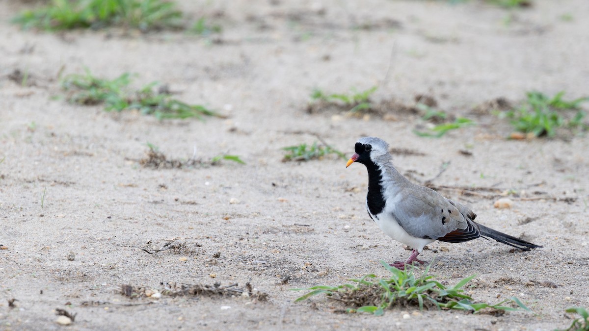 Namaqua Dove - ML658918777