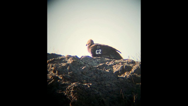 California Condor - ML658919561
