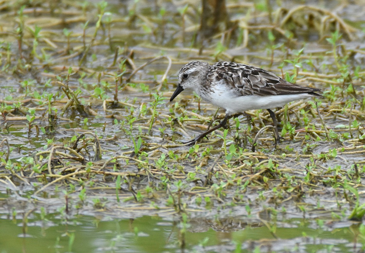 Semipalmated Sandpiper - ML65892041