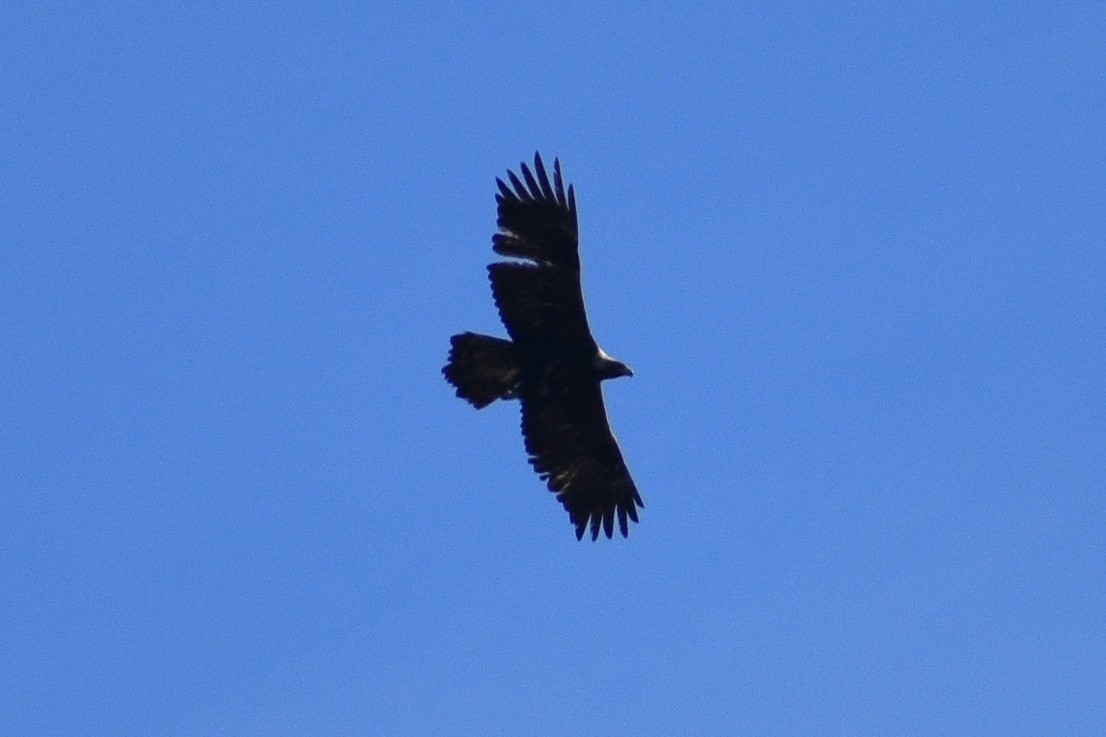 Steinadler - ML658920575