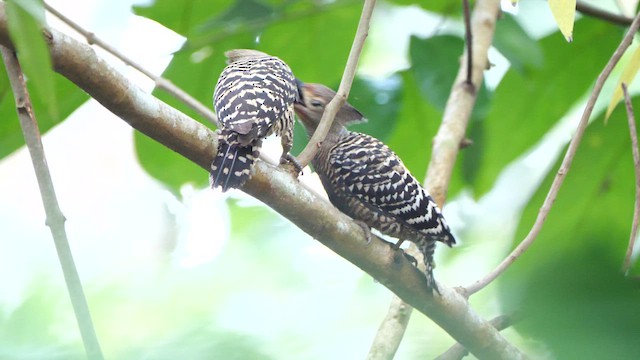 Buff-rumped Woodpecker - ML658921883