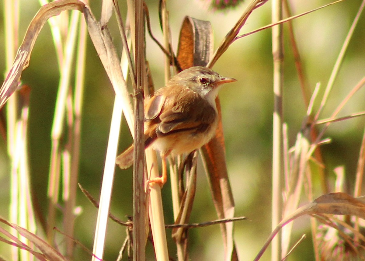Tawny-flanked Prinia - ML658922528