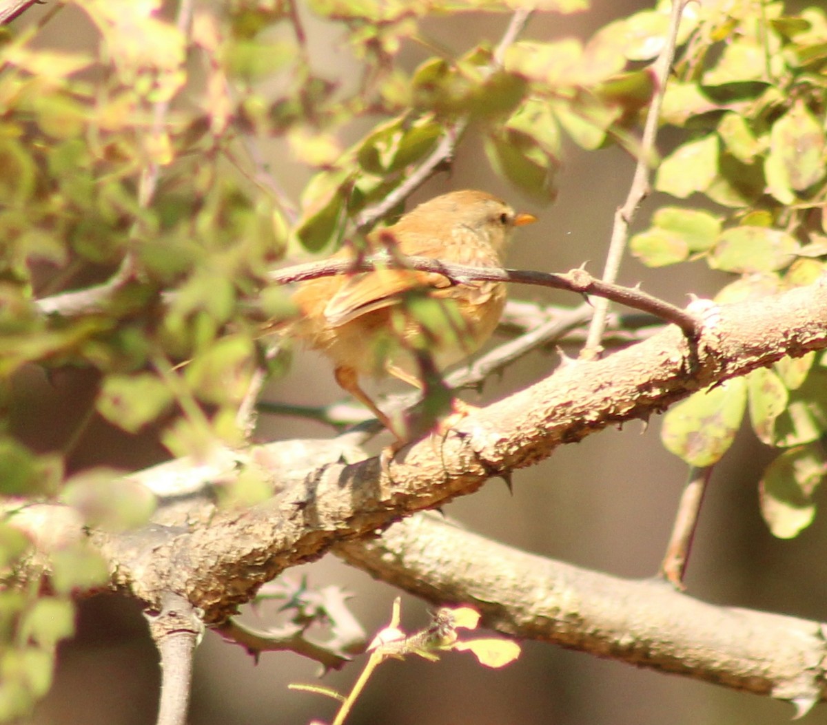 Tawny-flanked Prinia - ML658922536