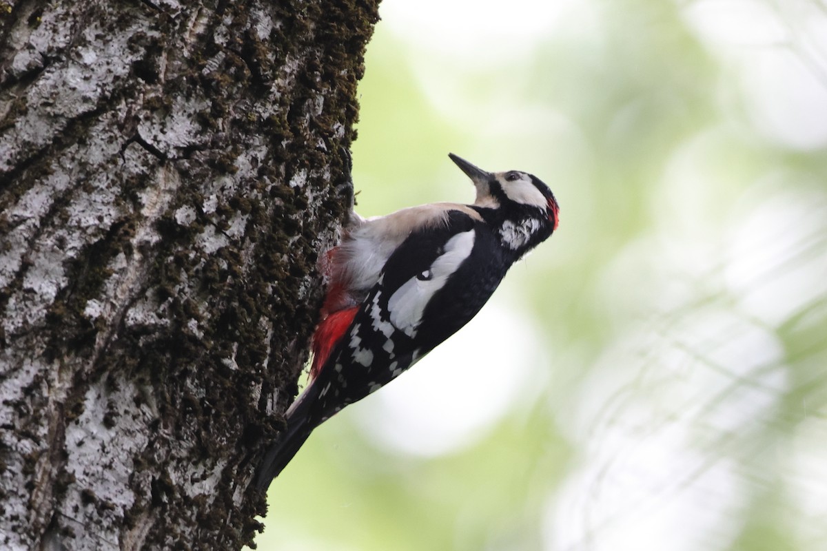 Great Spotted Woodpecker - ML658922700