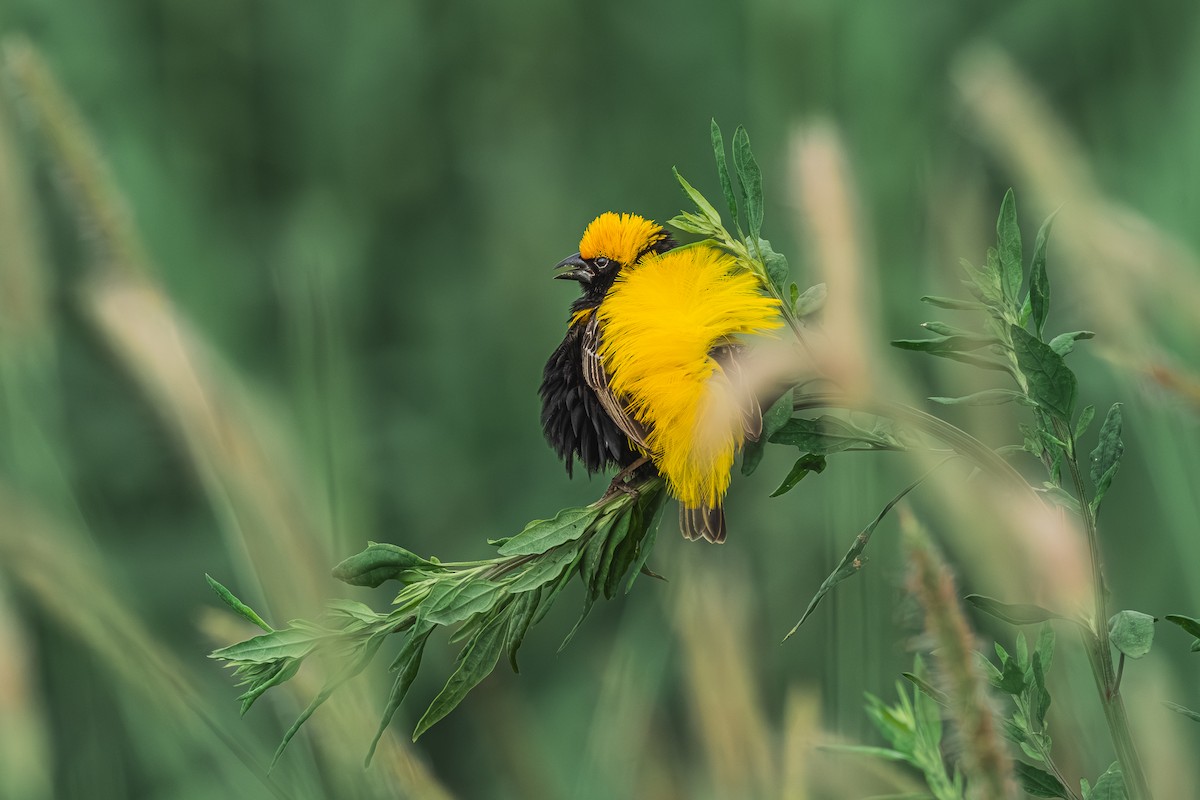 Yellow-crowned Bishop - ML658924230