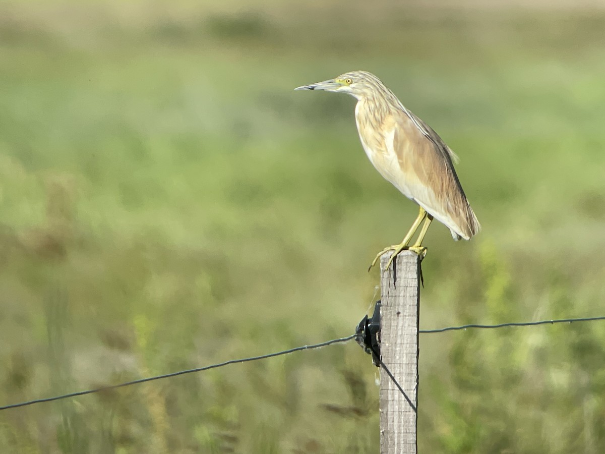 Squacco Heron - ML658925327