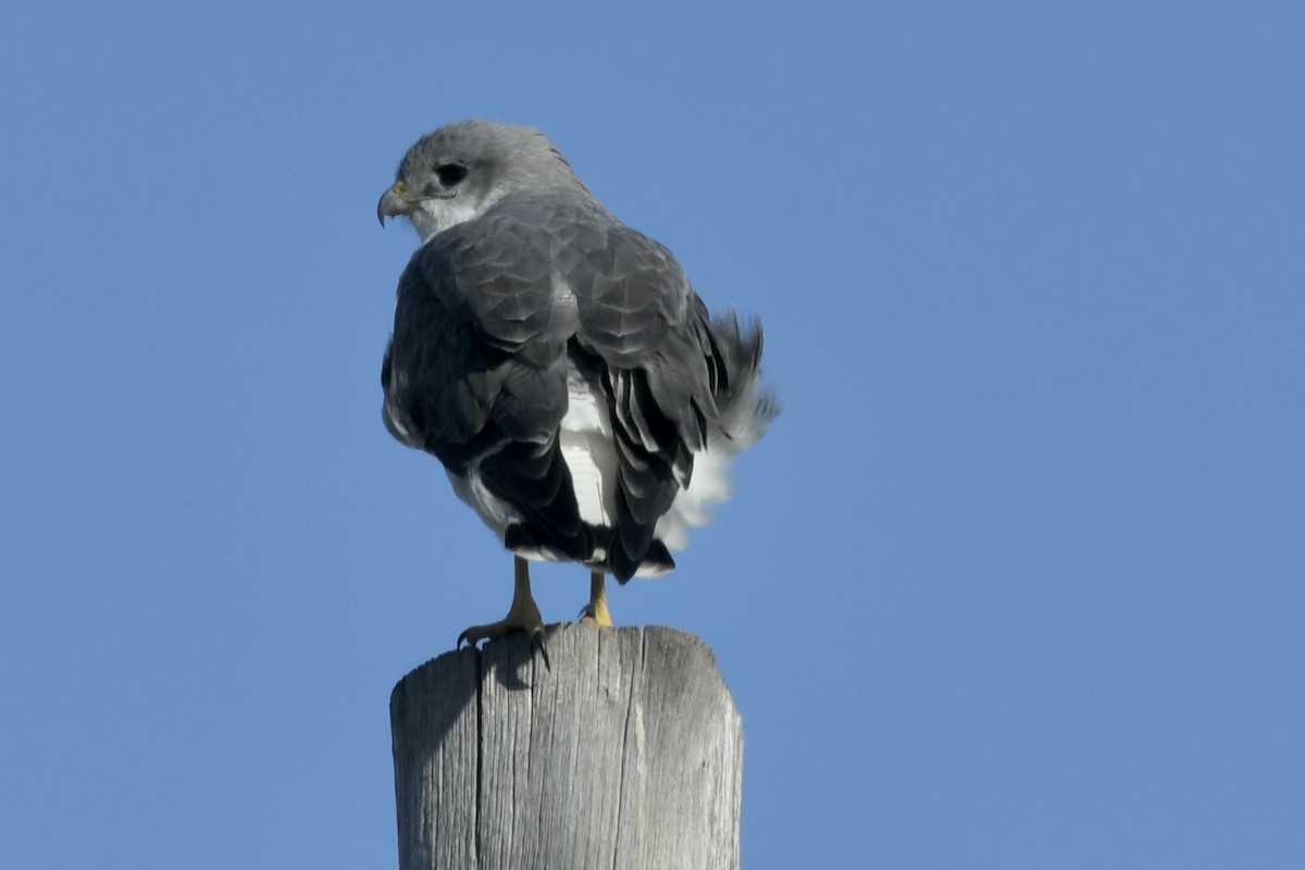 Variable Hawk - ML658926266