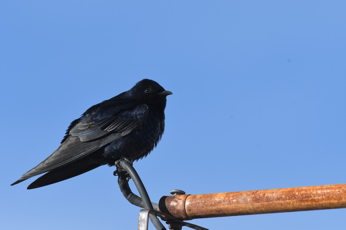 Southern Martin - ML658926272