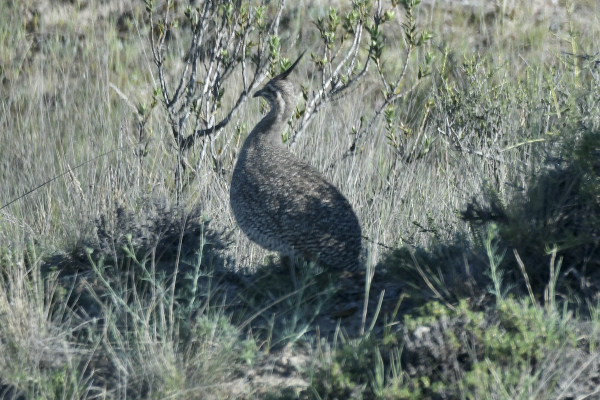 Elegant Crested-Tinamou - ML658926275
