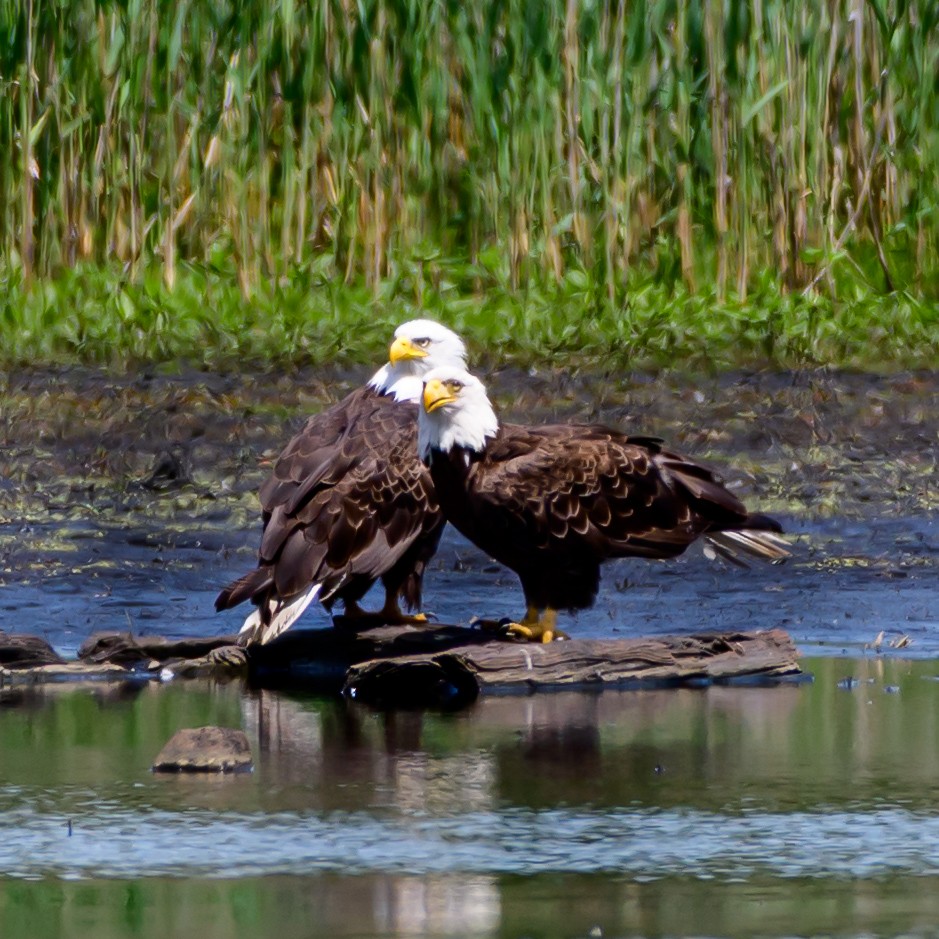 Bald Eagle - ML658926575