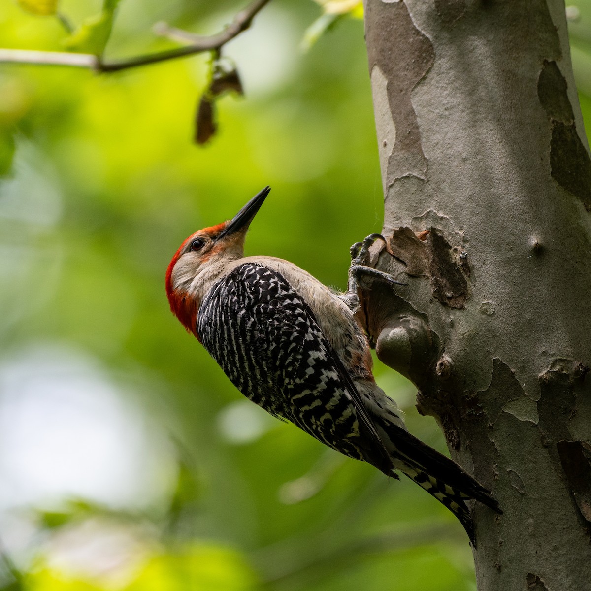 Red-bellied Woodpecker - ML658926628