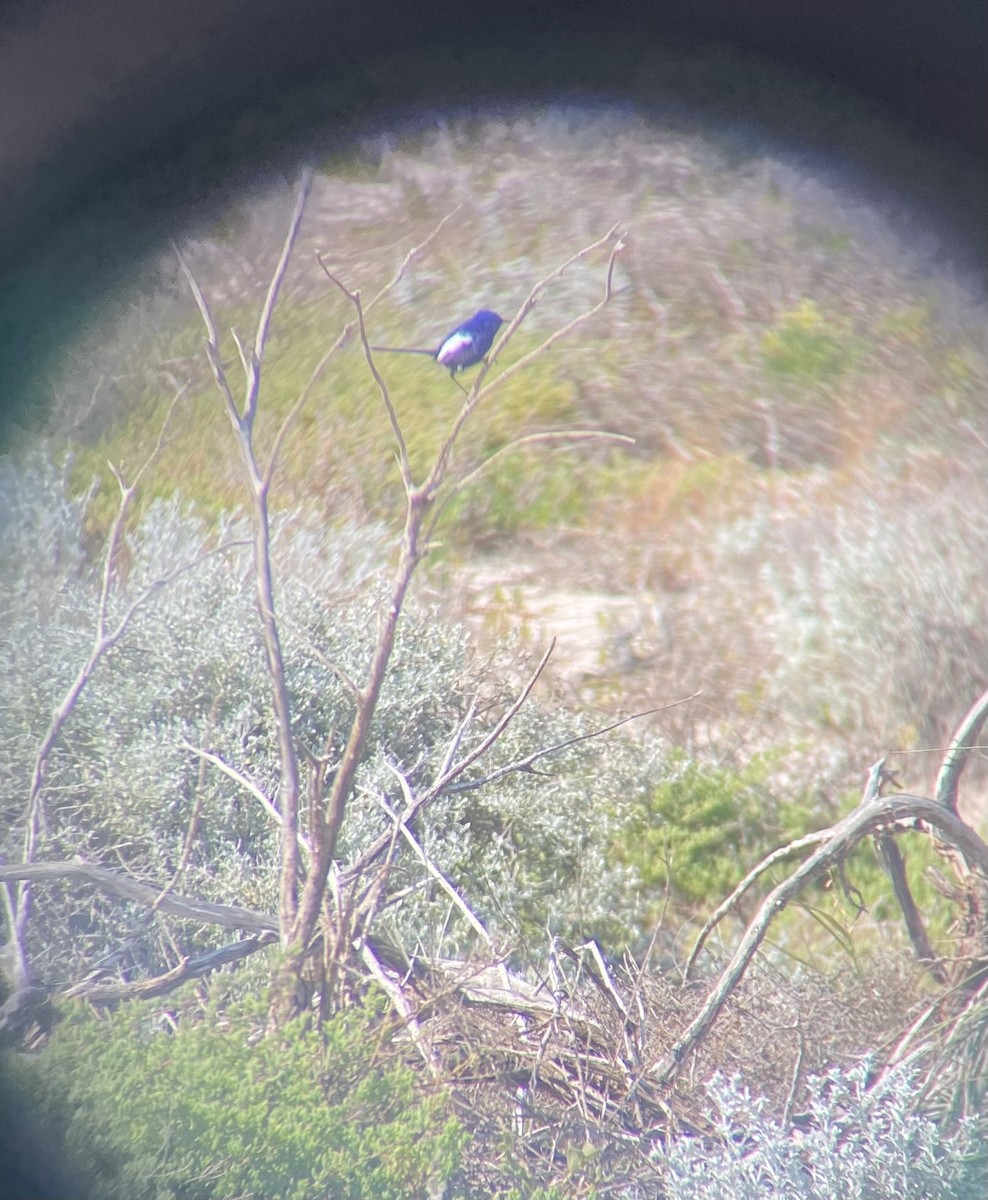 White-winged Fairywren - ML658927381