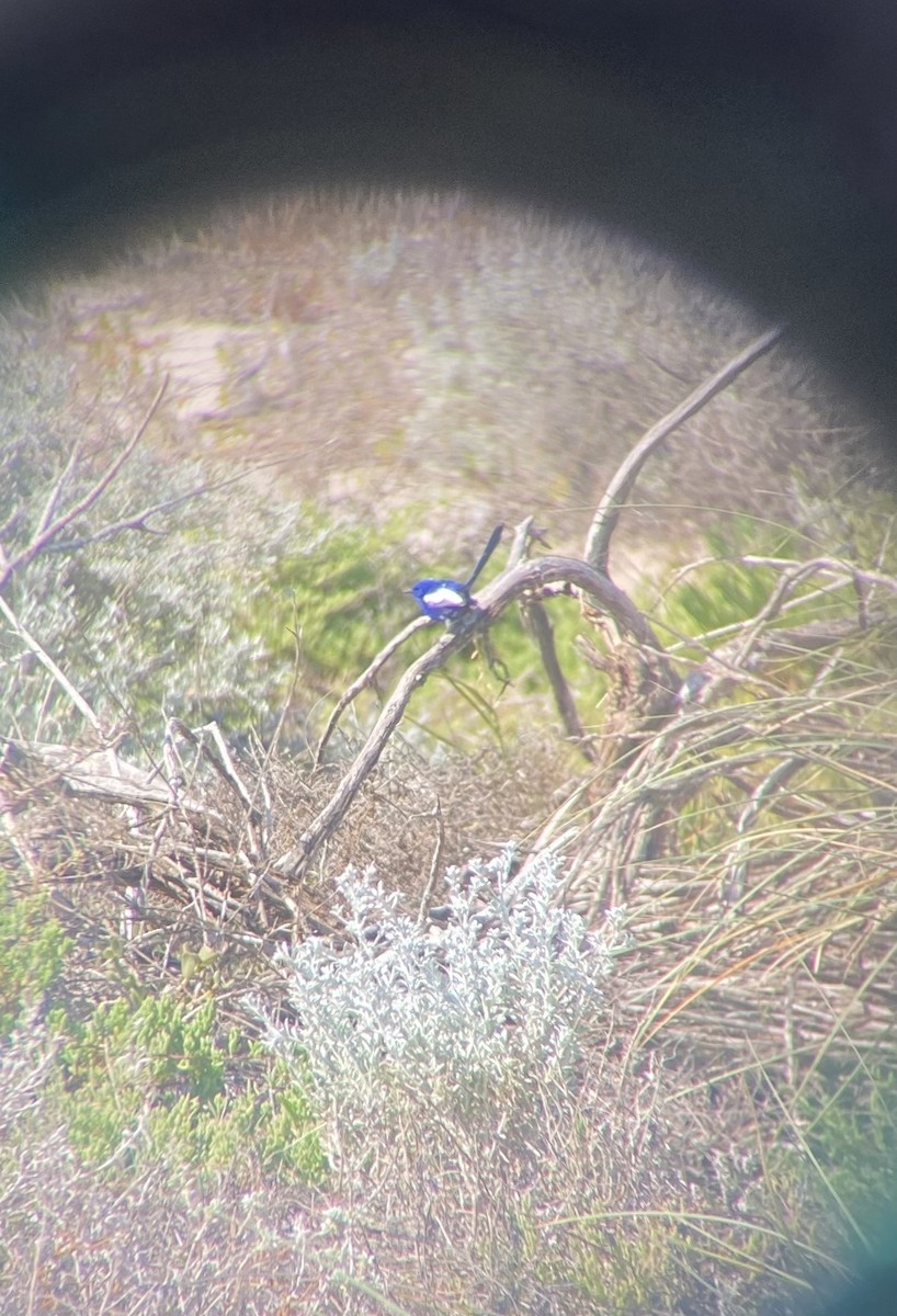 White-winged Fairywren - ML658927382