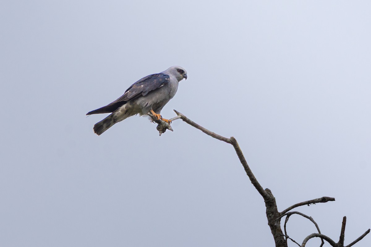 Mississippi Kite - ML658927395