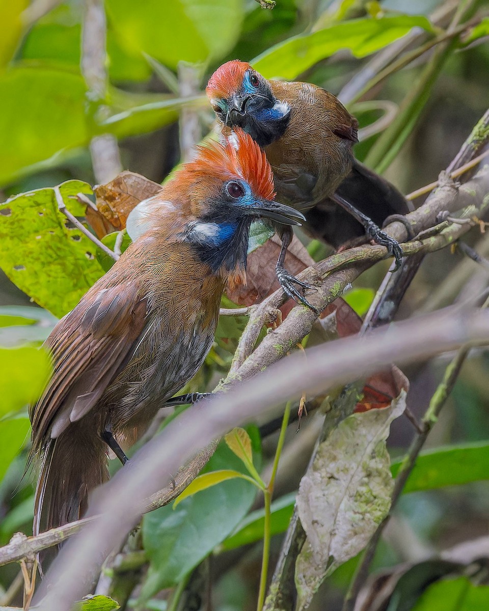 Fluffy-backed Tit-Babbler - ML658927775