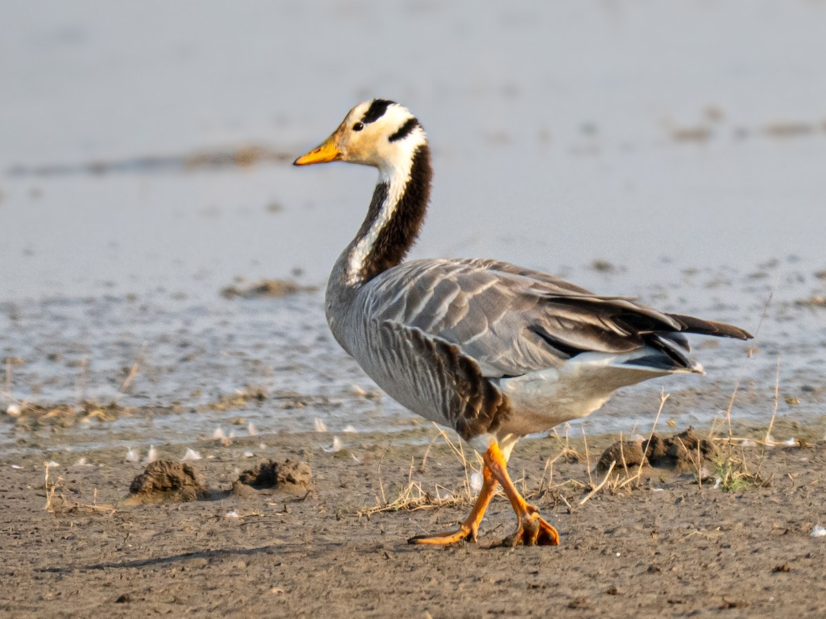 Bar-headed Goose - ML658927778