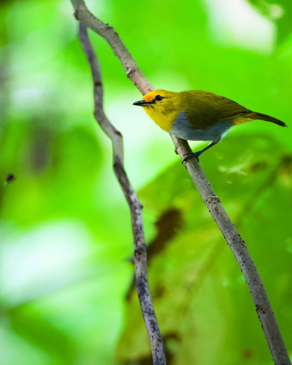 Yellow-spectacled Heleia - ML658927796