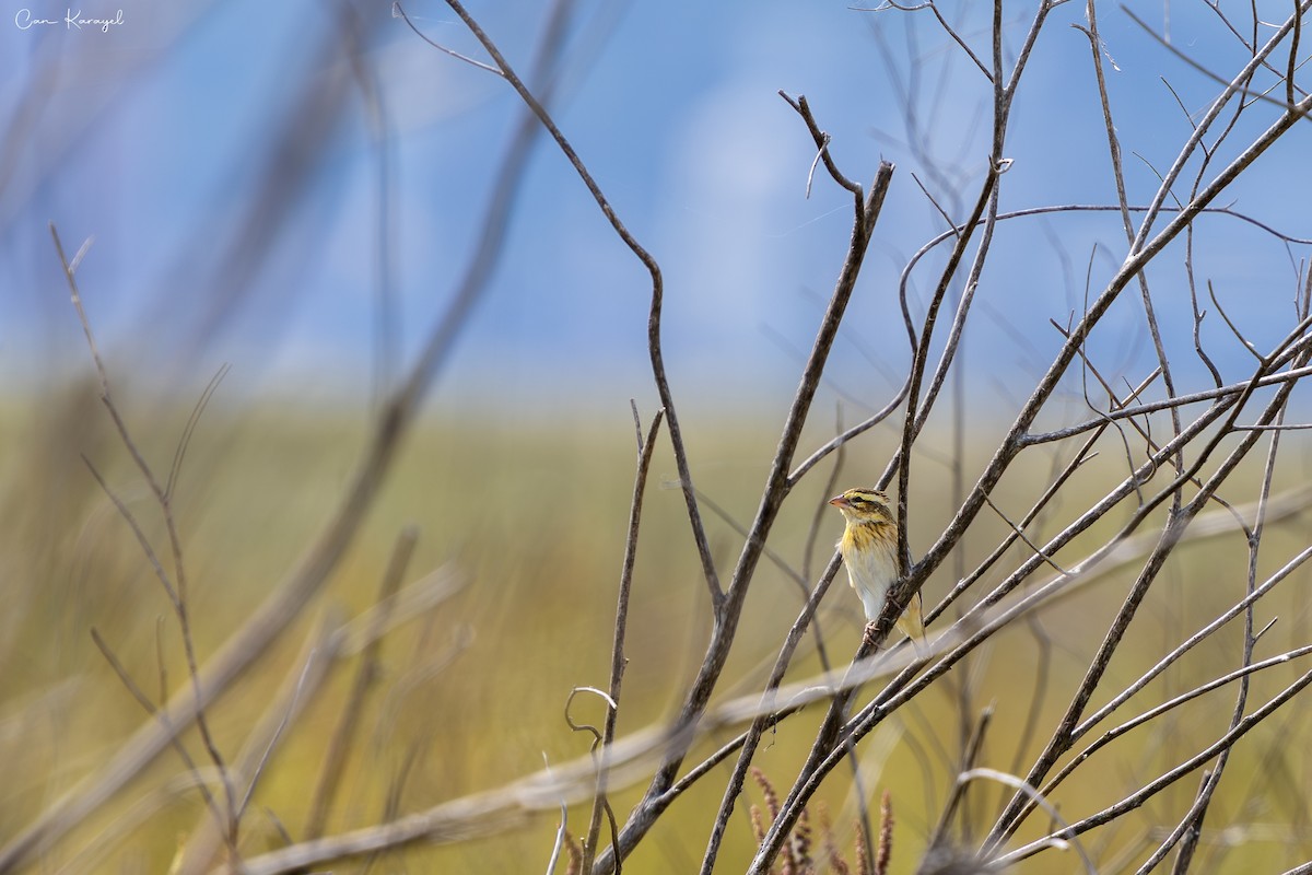 Yellow-crowned Bishop - ML658927837