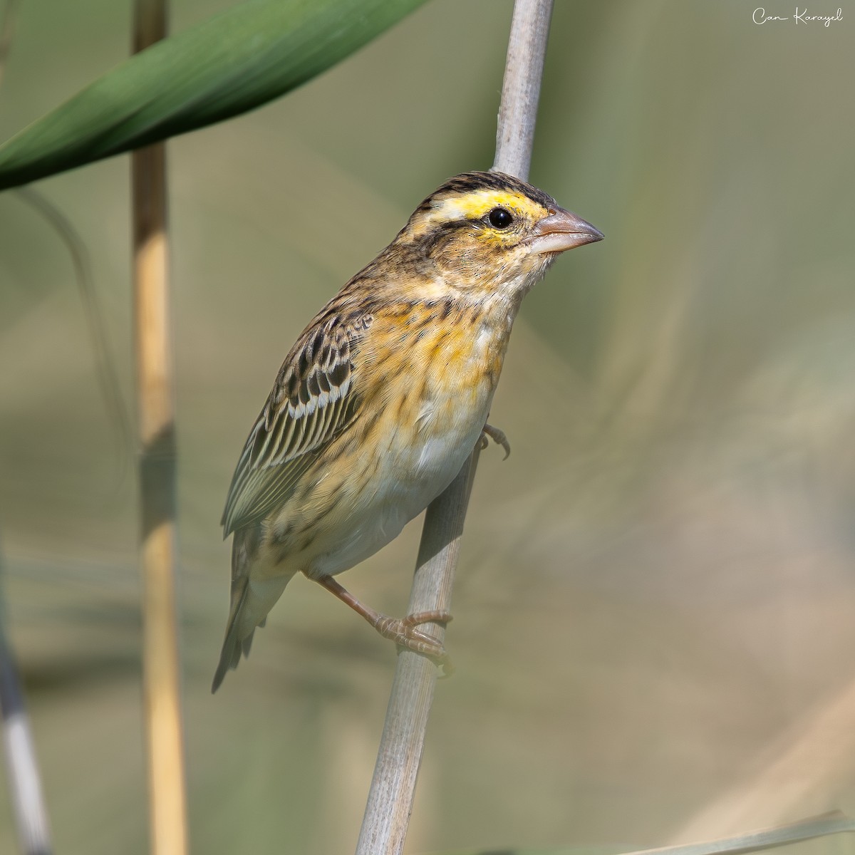 Yellow-crowned Bishop - ML658927849