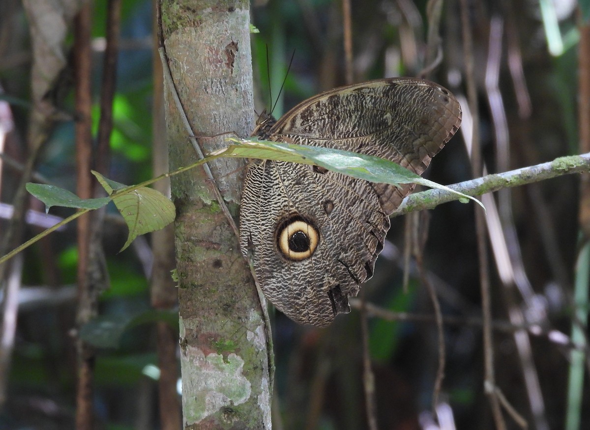 Insectes - ML658928295