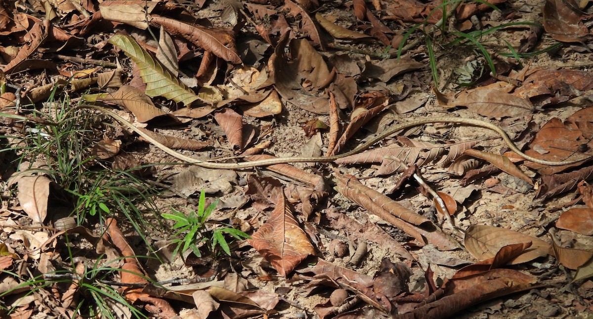 Brown Vinesnake - ML658928337