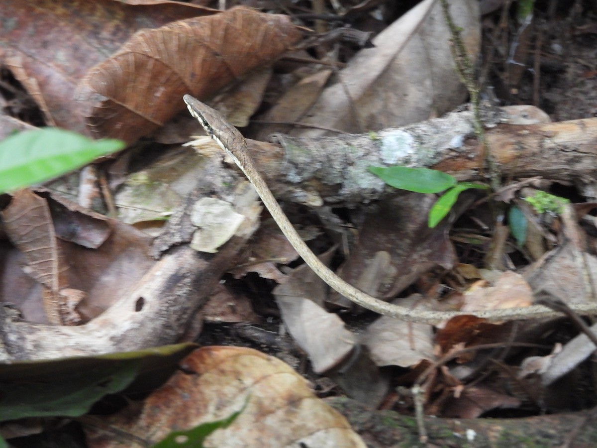 Brown Vinesnake - ML658928341