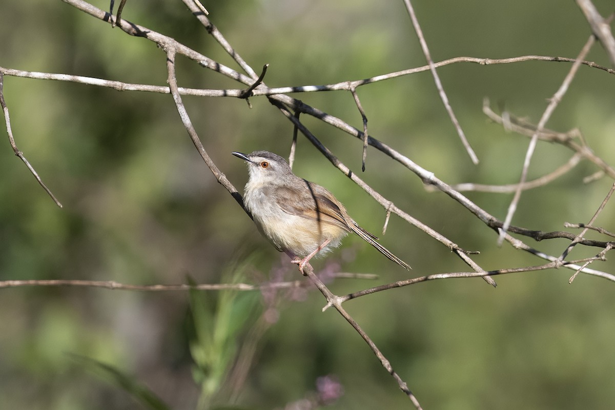 Tawny-flanked Prinia - ML658928440