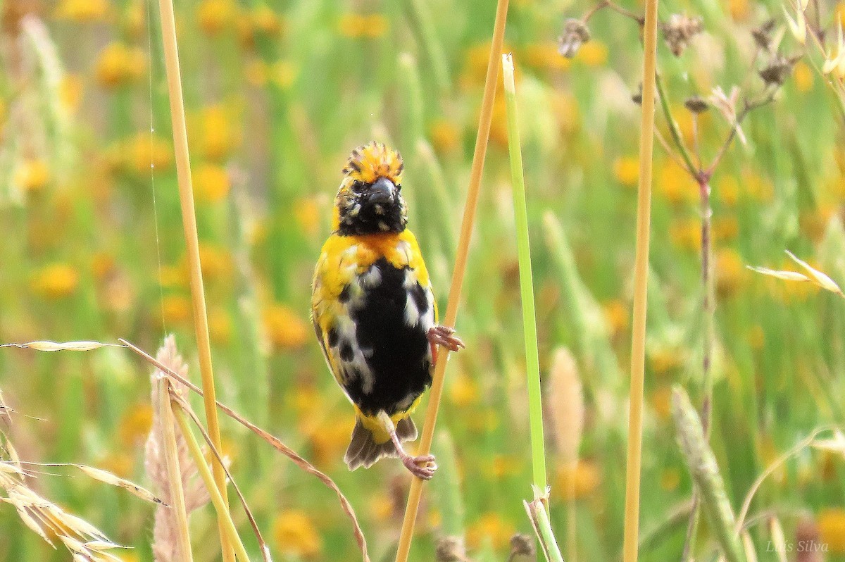 Yellow-crowned Bishop - ML658928560