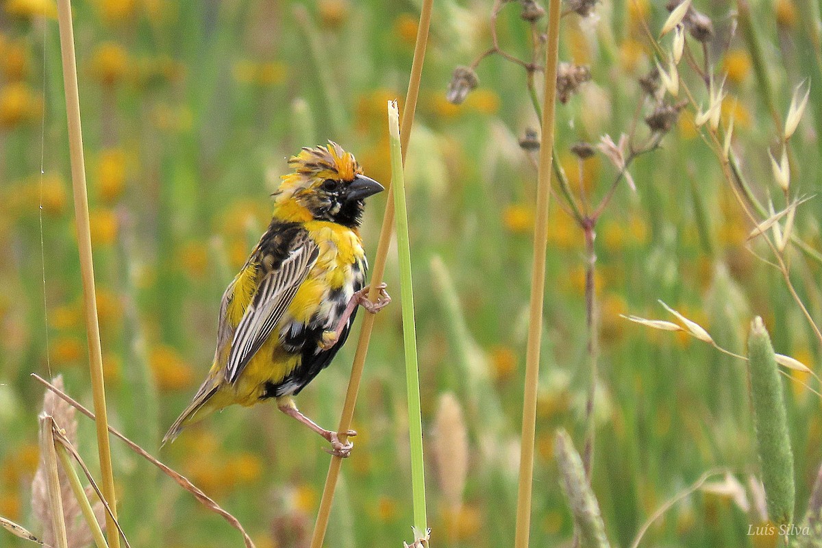 Yellow-crowned Bishop - ML658928561