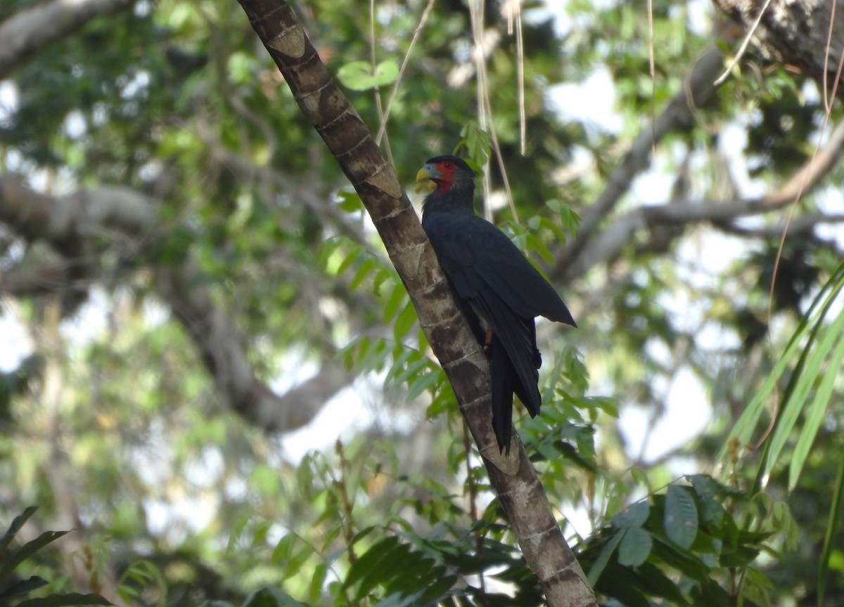 Caracara à gorge rouge - ML658928583