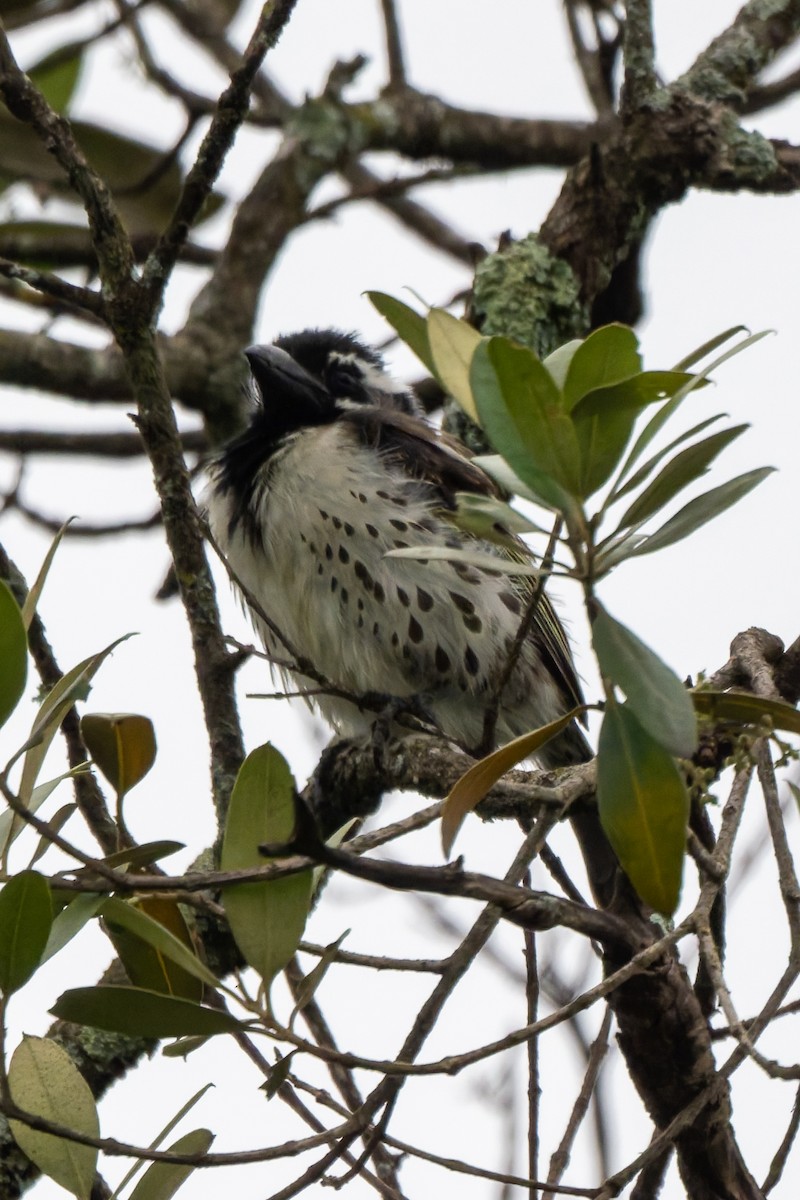 Spot-flanked Barbet - ML658929093