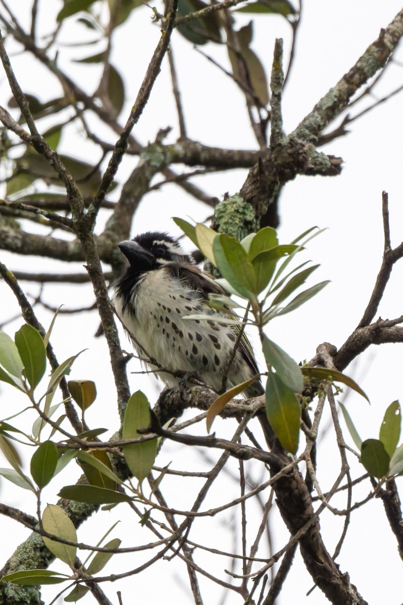 Spot-flanked Barbet - ML658929094