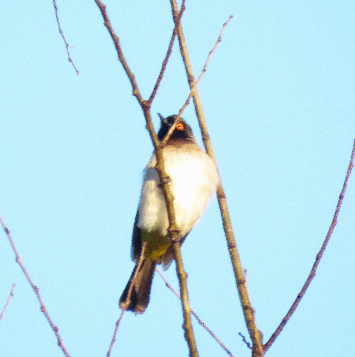 Black-fronted Bulbul - ML658929127