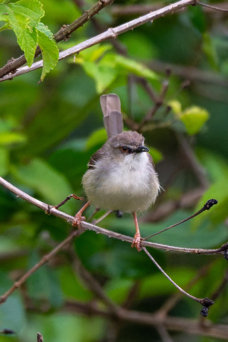 Tawny-flanked Prinia - ML658929288