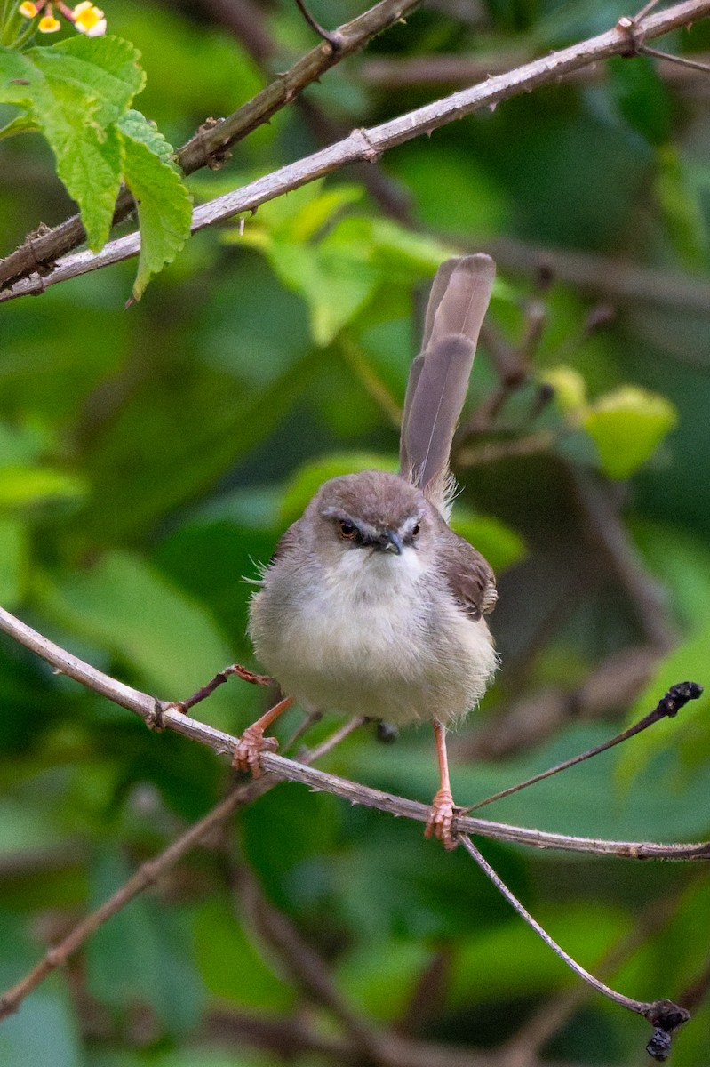 Tawny-flanked Prinia - ML658929289