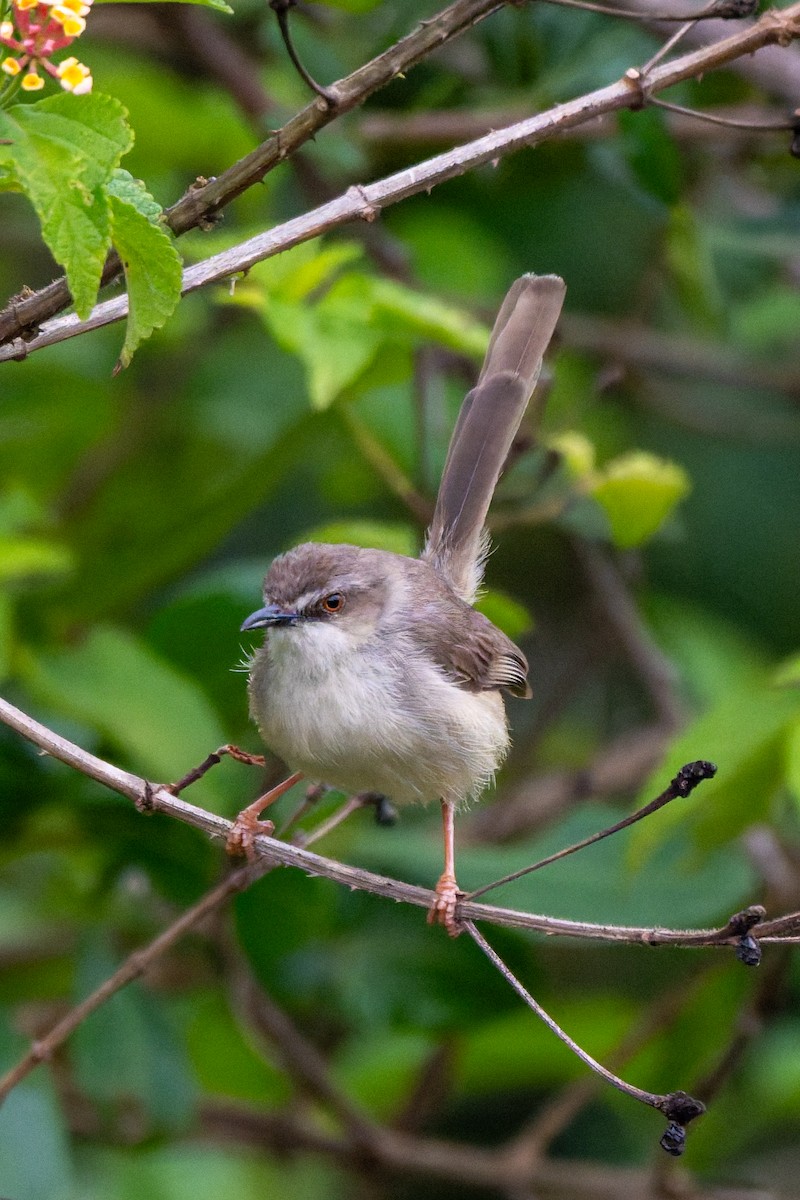 Tawny-flanked Prinia - ML658929290