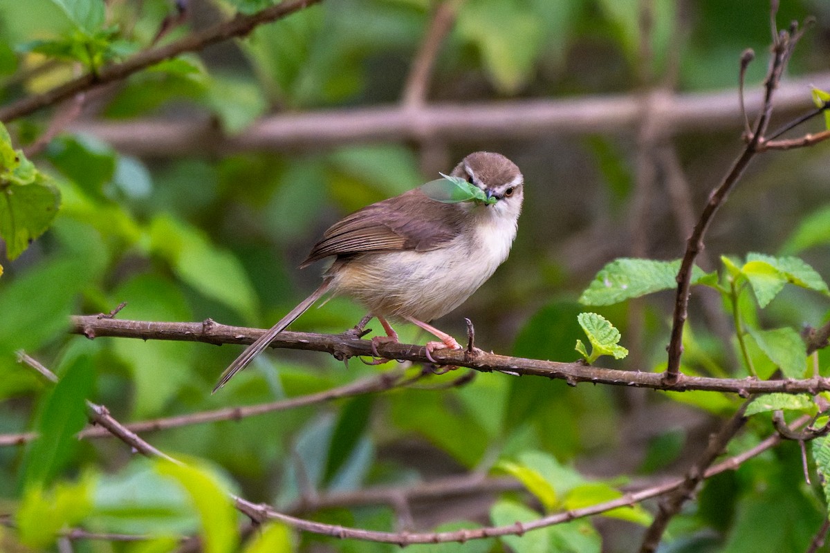 Tawny-flanked Prinia - ML658929291