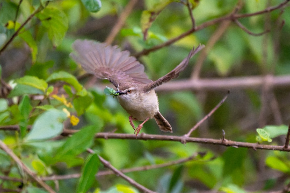 Tawny-flanked Prinia - ML658929293
