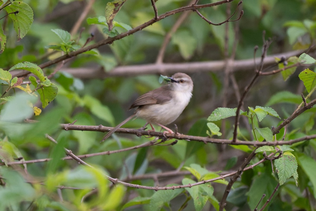 Tawny-flanked Prinia - ML658929294