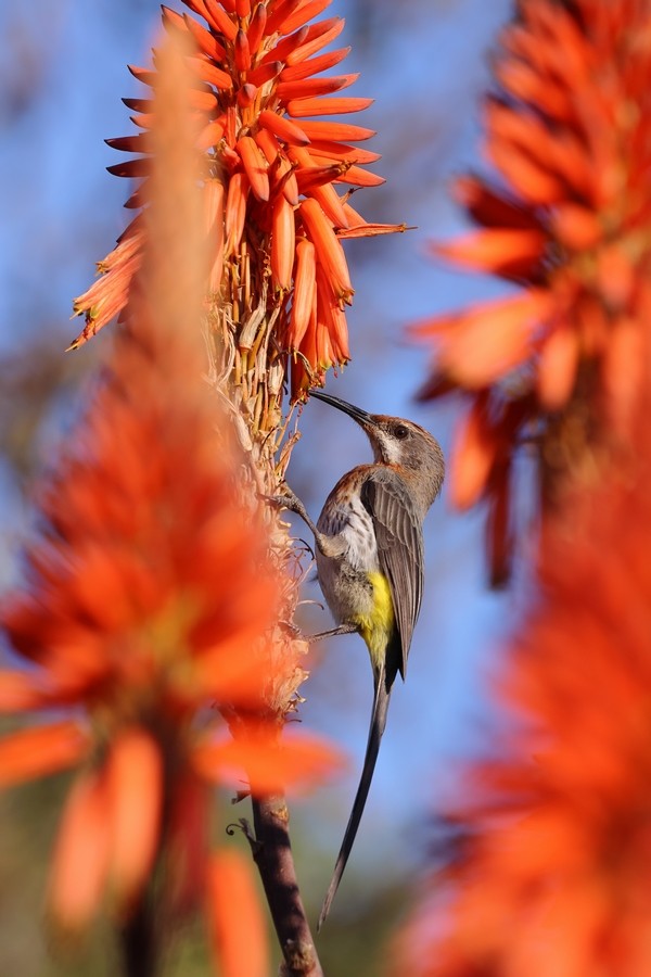 Gurney's Sugarbird - ML658929949