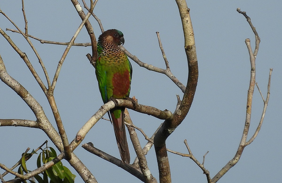 Conure versicolore - ML658930041