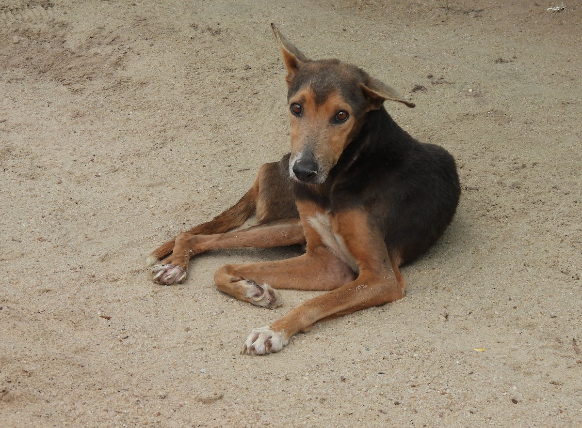 Chien - ML658931553