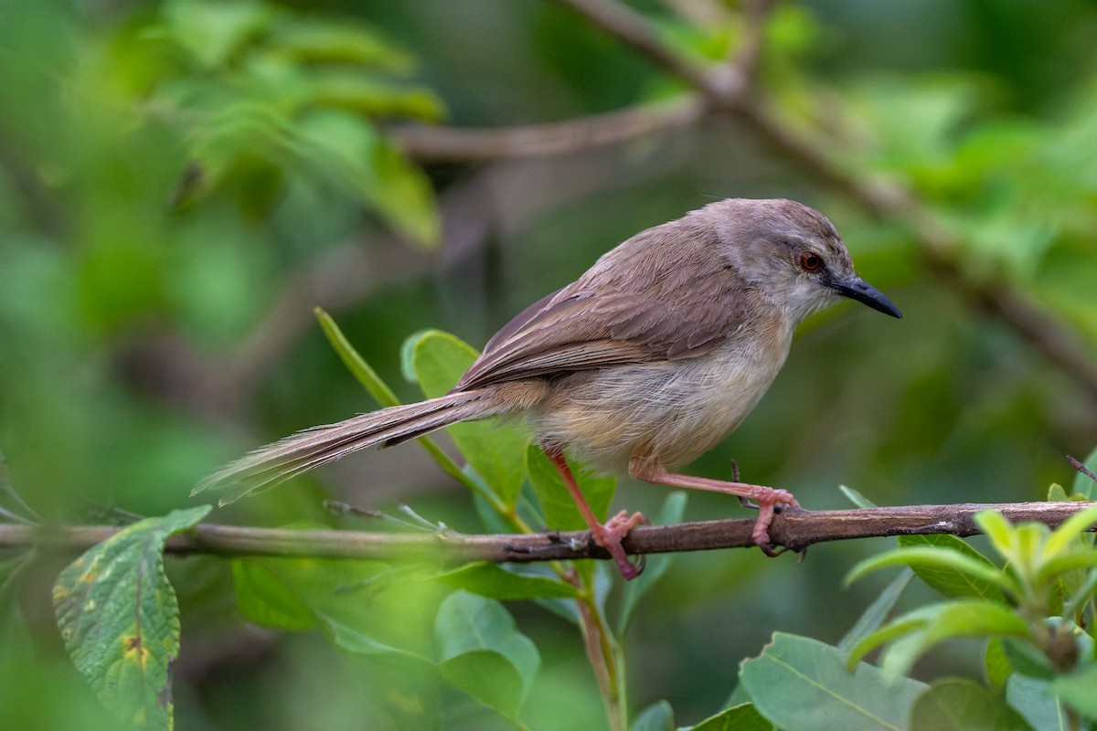 Tawny-flanked Prinia - ML658931584
