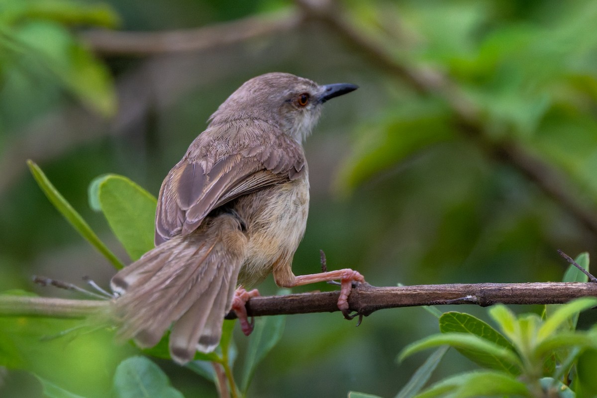 Tawny-flanked Prinia - ML658931589