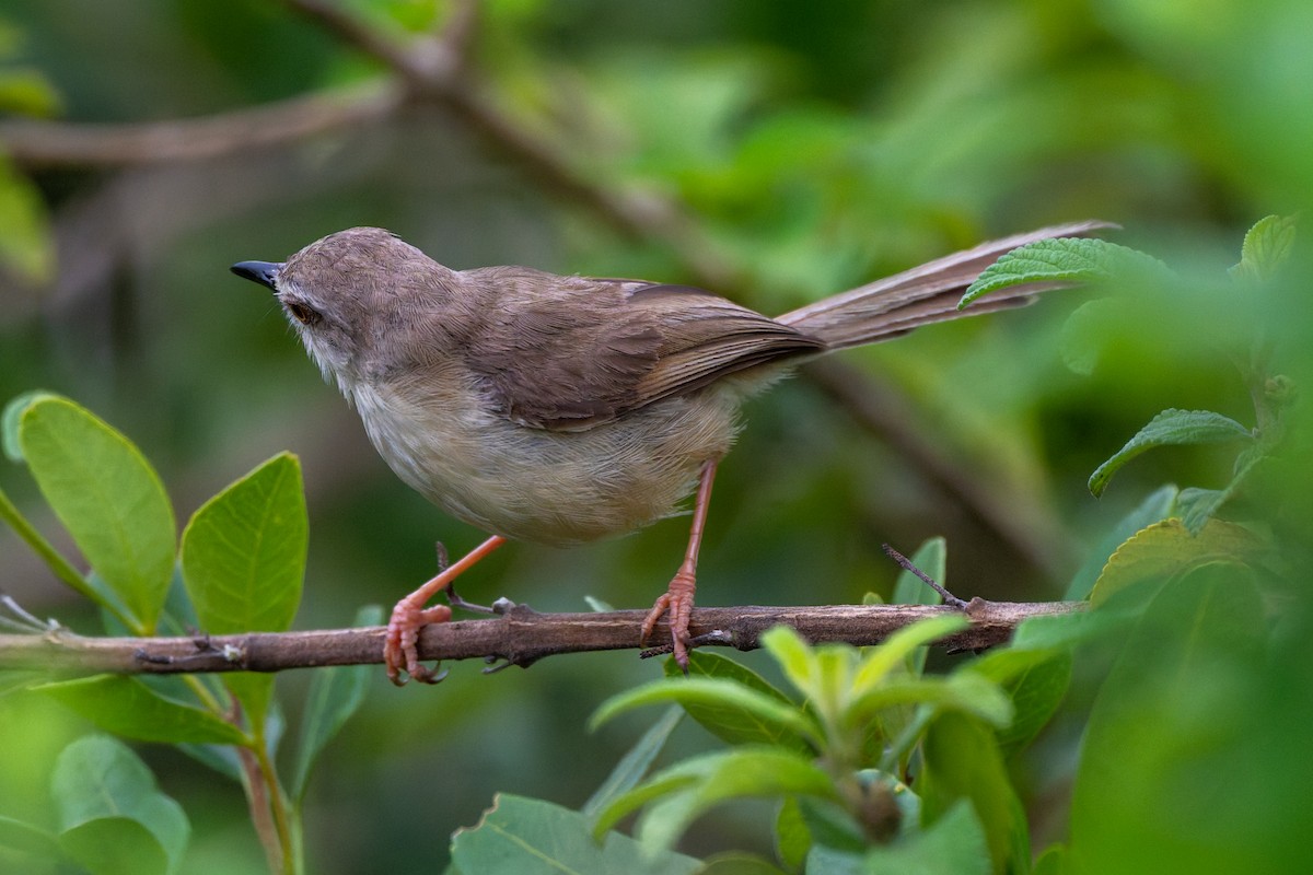 Tawny-flanked Prinia - ML658931590