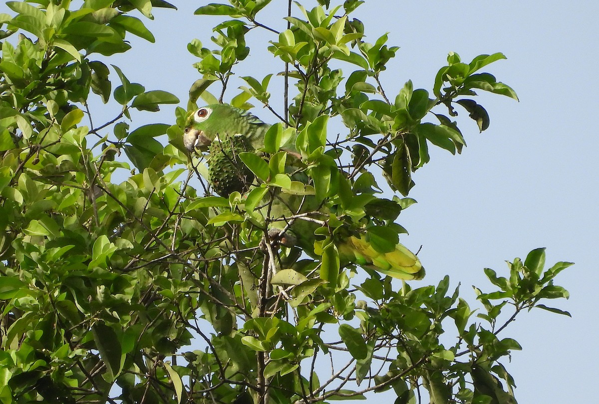 Amazone poudrée - ML658931730