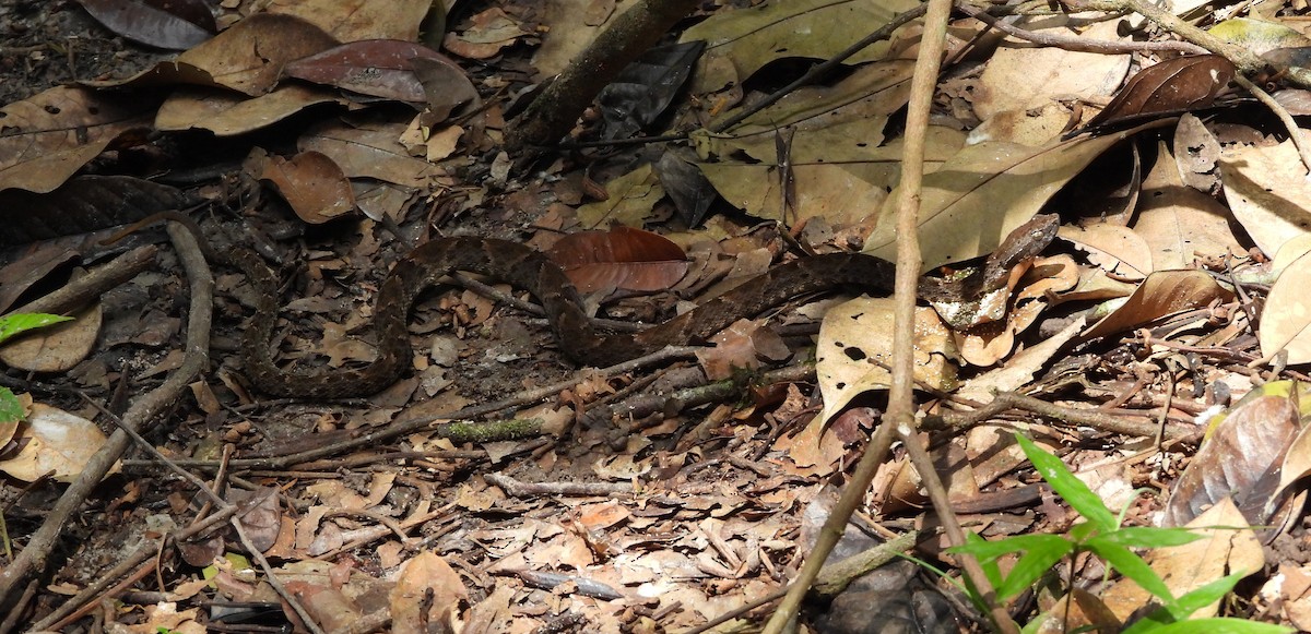 Fer-de-lance commun - ML658931761