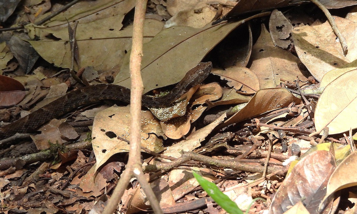 Fer-de-lance commun - ML658931763